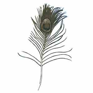 Great Peacock - Making Ghosts download mp3 flac