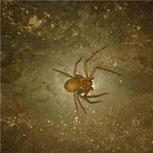 Mreenal Mams - Spider download free Mreenal Mams - Spider download mp3 flac