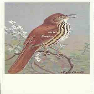 No Artist - Brown Thrasher download free
