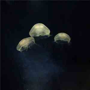 Shaula - Medusae download mp3 flac